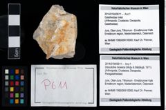 Foto (Objekt + Etikett) von Discutiolira moesica (Muţiu & Bădăluţă, 1971)  (NHMW-GEO-2014-0194-0611)
